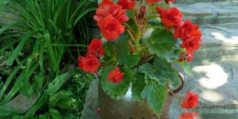 Jak transplantovat begonia - frekvence a čas